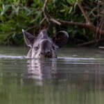On collision course with a Tapir (image by Oliver Krueger)