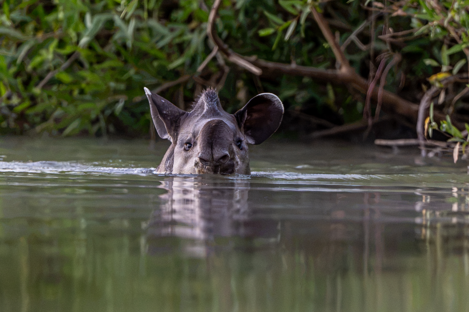 On collision course with a Tapir (image by Oliver Krueger)