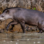 This Tapir wanted to escape our photographic attention but found the river bank too steep (image by Oliver Krueger)