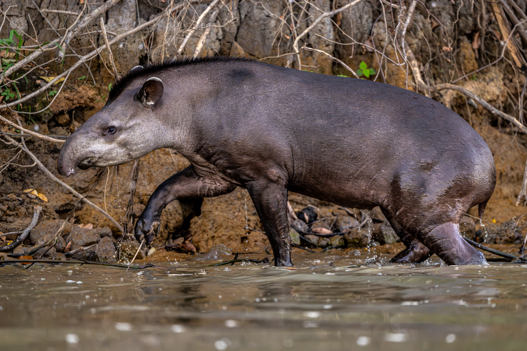 This Tapir wanted to escape our photographic attention but found the river bank too steep (image by Oliver Krueger)