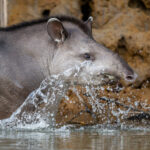 With their big feet and strong legs, Tapirs can make quite a splash (image by Oliver Krueger)