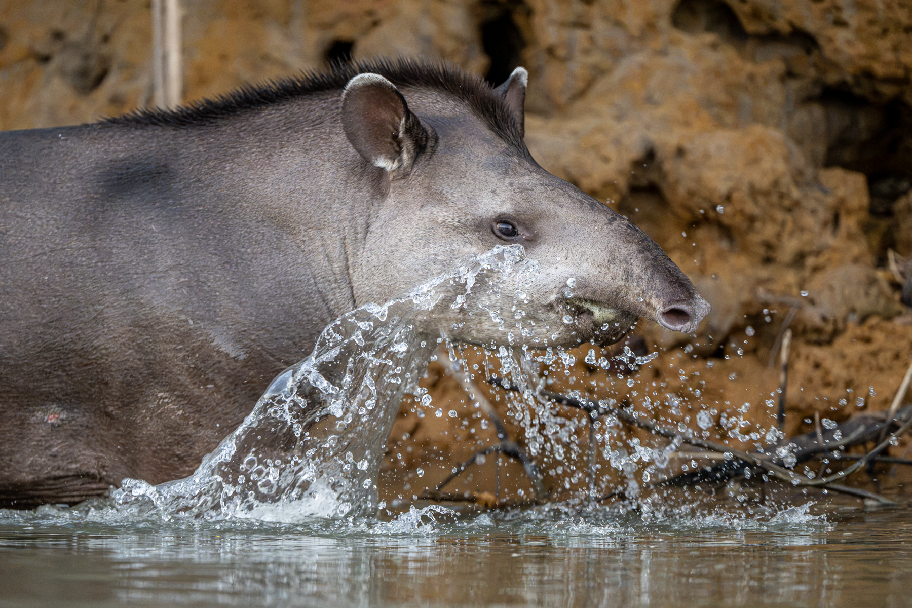 With their big feet and strong legs, Tapirs can make quite a splash (image by Oliver Krueger)