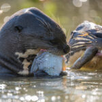 Giant Otters seem to be able to obtain their fish prey at ease (image by Oliver Krueger)