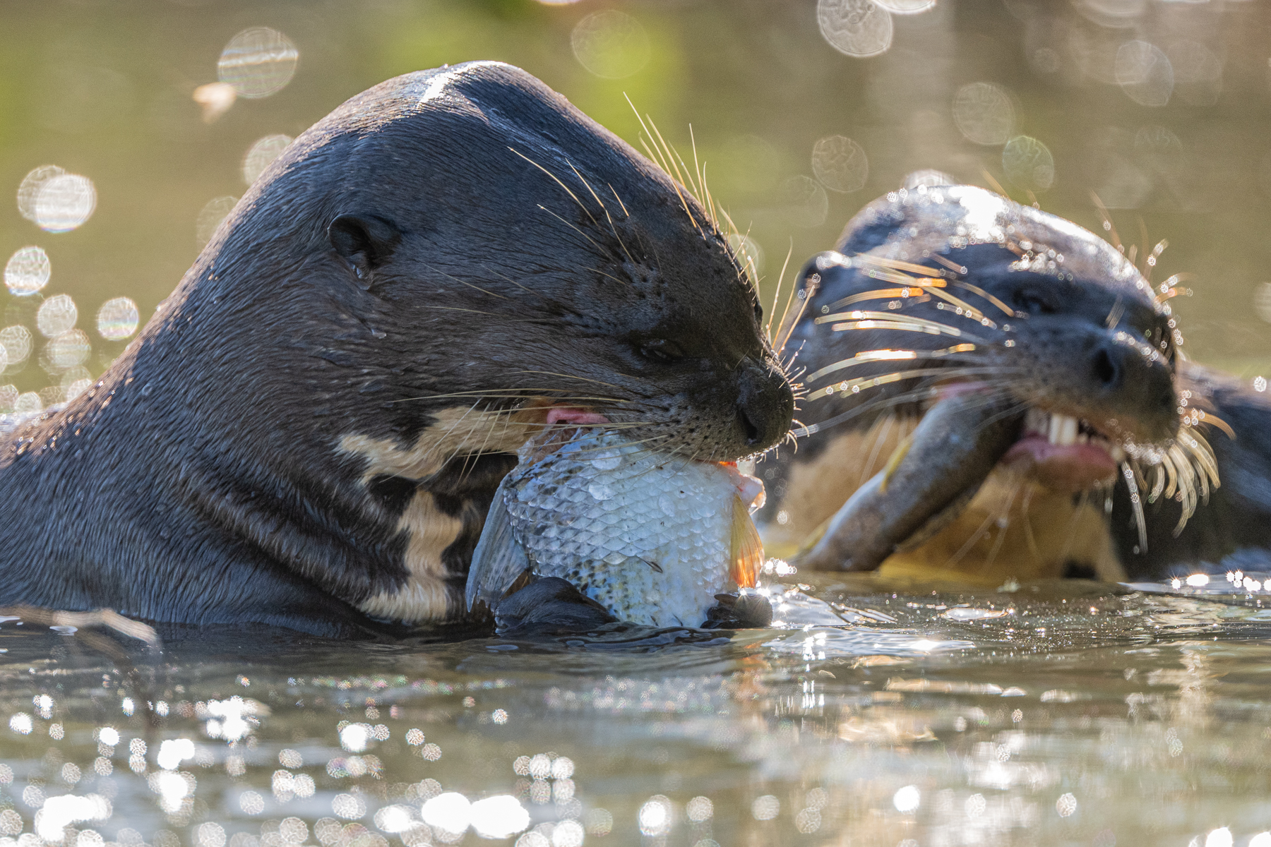 Giant Otters seem to be able to obtain their fish prey at ease (image by Oliver Krueger)