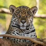 Morning portrait of the Jaguar cub 