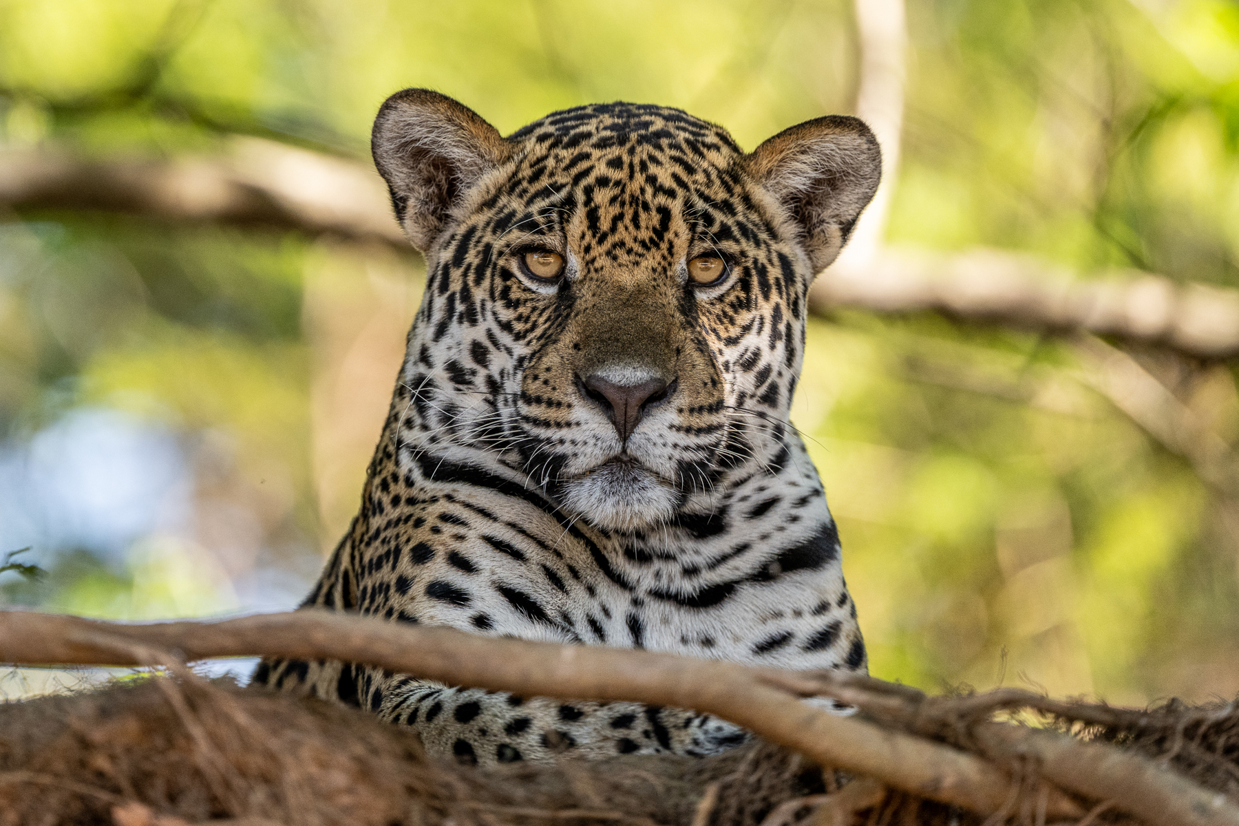 Morning portrait of the Jaguar cub 