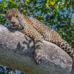 Jaguar female 