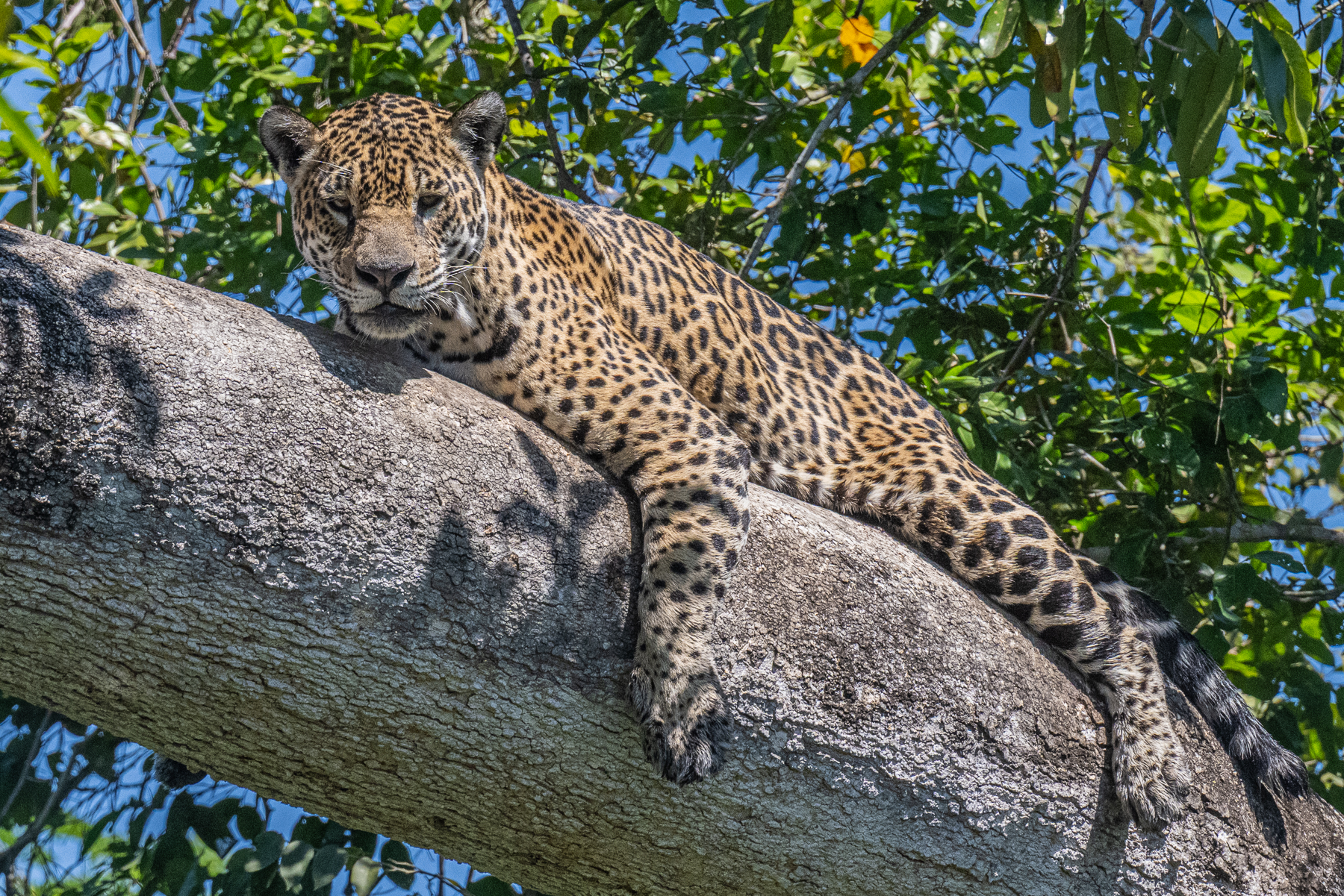 Jaguar female 
