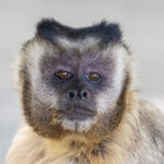 The smartest monkeys in the Pantanal, Azara's Capuchin Monkey (image by Oliver Krueger)