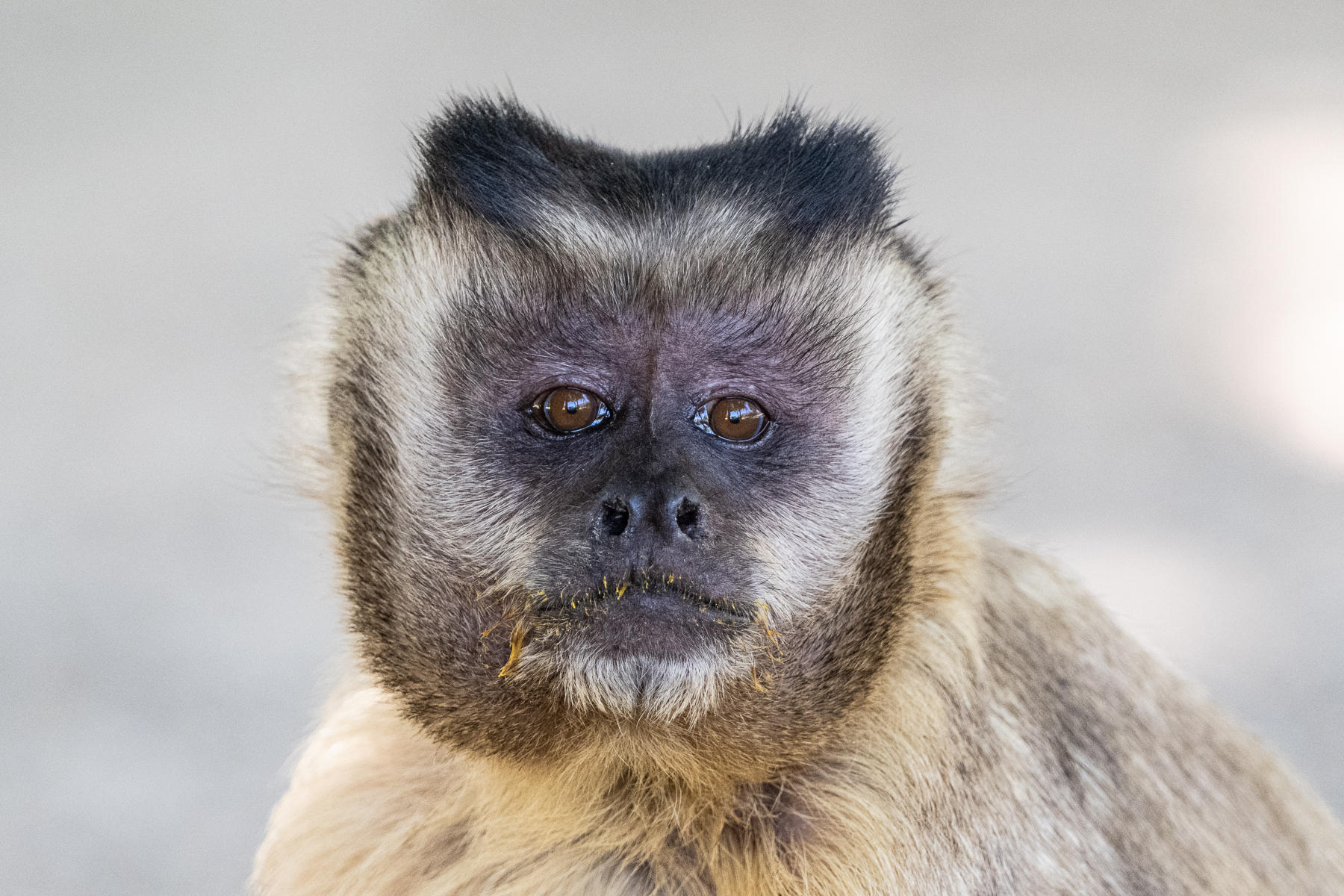 The smartest monkeys in the Pantanal, Azara's Capuchin Monkey (image by Oliver Krueger)