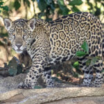 One of the cubs of 