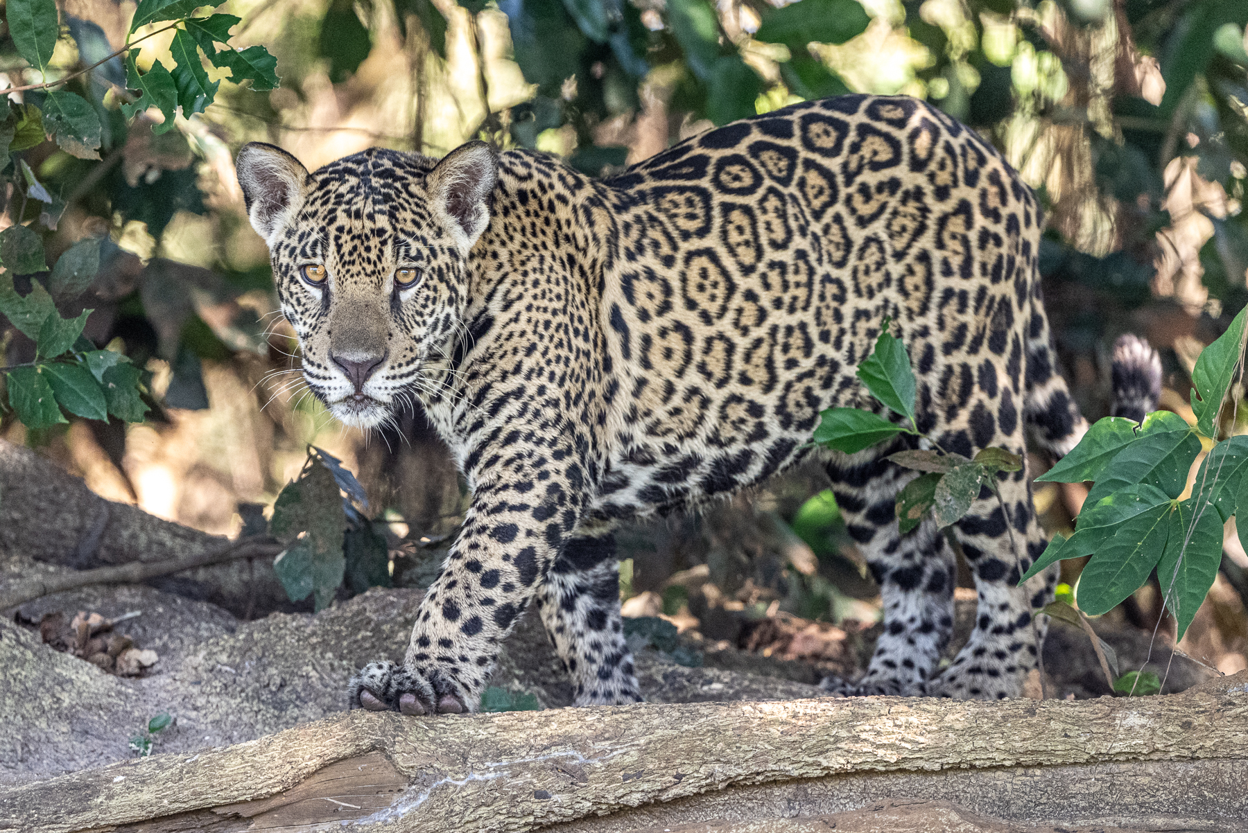 One of the cubs of 