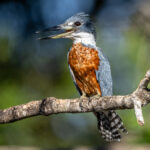 A Ringed Kingfisher male in bright afternoon sunshine looks simply stunning (image by Oliver Krueger)