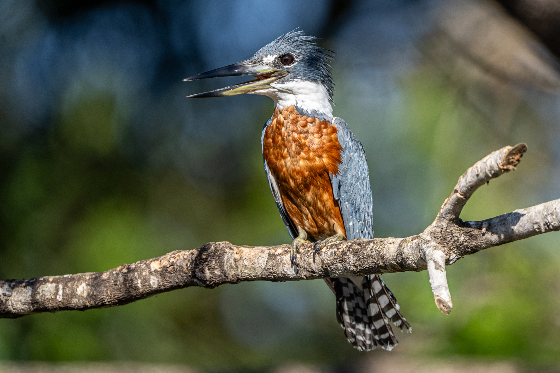 A Ringed Kingfisher male in bright afternoon sunshine looks simply stunning (image by Oliver Krueger)