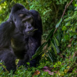 Stunning Silverback Mountain Gorilla Kavuyo strides over to feast on the best leaves in Uganda's Bwindi Impenetrable Forest. Silverbacks are mature male gorillas, typically around 12 years or older, who lead and protect their family groups - deciding when and where the group moves, feeds and rests (image by Virginia Wilde)