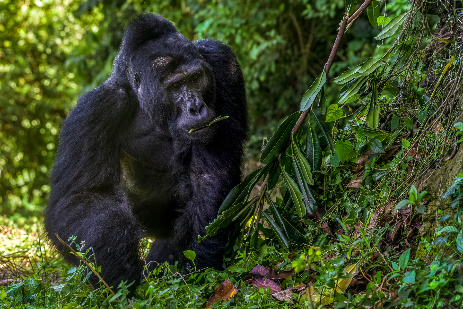 Stunning Silverback Mountain Gorilla Kavuyo strides over to feast on the best leaves in Uganda's Bwindi Impenetrable Forest. Silverbacks are mature male gorillas, typically around 12 years or older, who lead and protect their family groups - deciding when and where the group moves, feeds and rests (image by Virginia Wilde)