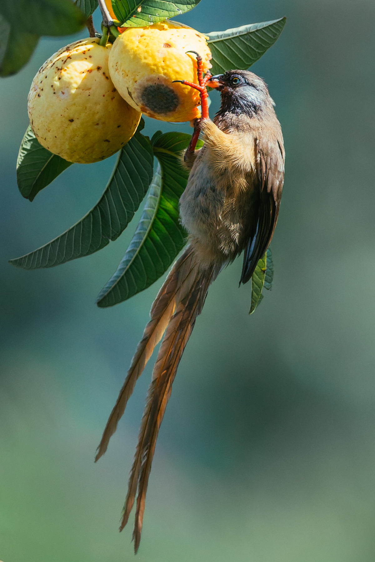 A Speckled Mousebird feasts on a ripe guava in our lodge garden near Uganda's Kibale Forest. These highly social birds are mainly frugivorous, also feeding on flowers and nectar (image by Virginia Wilde)