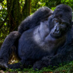 A magnificent Mountain Gorilla rests among the lush vegetation of Uganda's Bwindi Impenetrable Forest. A new census is expected to show the number of wild Mountain Gorillas has passed 1,100, which would be a remarkable conservation success story for a species that brushed extinction, with only 250 remaining in the early 1980s (image by Virginia Wilde)
