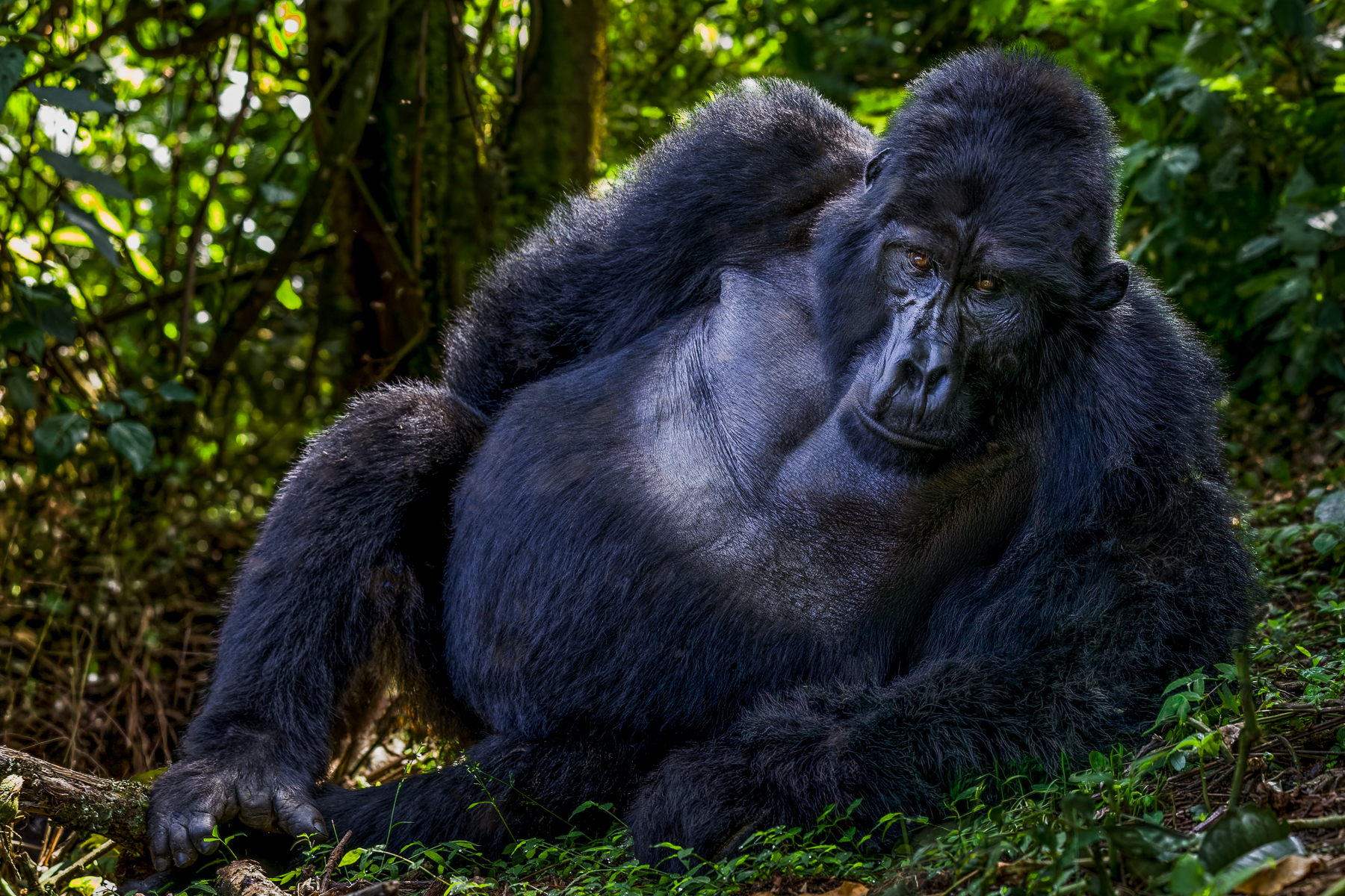 A magnificent Mountain Gorilla rests among the lush vegetation of Uganda's Bwindi Impenetrable Forest. A new census is expected to show the number of wild Mountain Gorillas has passed 1,100, which would be a remarkable conservation success story for a species that brushed extinction, with only 250 remaining in the early 1980s (image by Virginia Wilde)