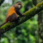 The gorgeous colours of a Golden Monkey perched high in the mountain forest of Mgahinga, Uganda. Endemic to the Virunga region, these endangered primates are particularly dependent on bamboo (image by Virginia Wilde)
