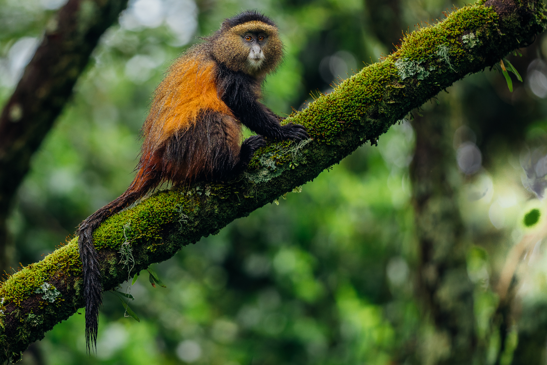 The gorgeous colours of a Golden Monkey perched high in the mountain forest of Mgahinga, Uganda. Endemic to the Virunga region, these endangered primates are particularly dependent on bamboo (image by Virginia Wilde)