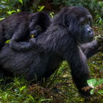 Clutching a single yellow flower and his mother's back, a juvenile Mountain Gorilla is carried through the undergrowth in Uganda's Bwindi Impenetrable Forest. This youngster is estimated to be around three-years-old, an age when young Gorillas are still very dependent on their mothers (image by Virginia Wilde)