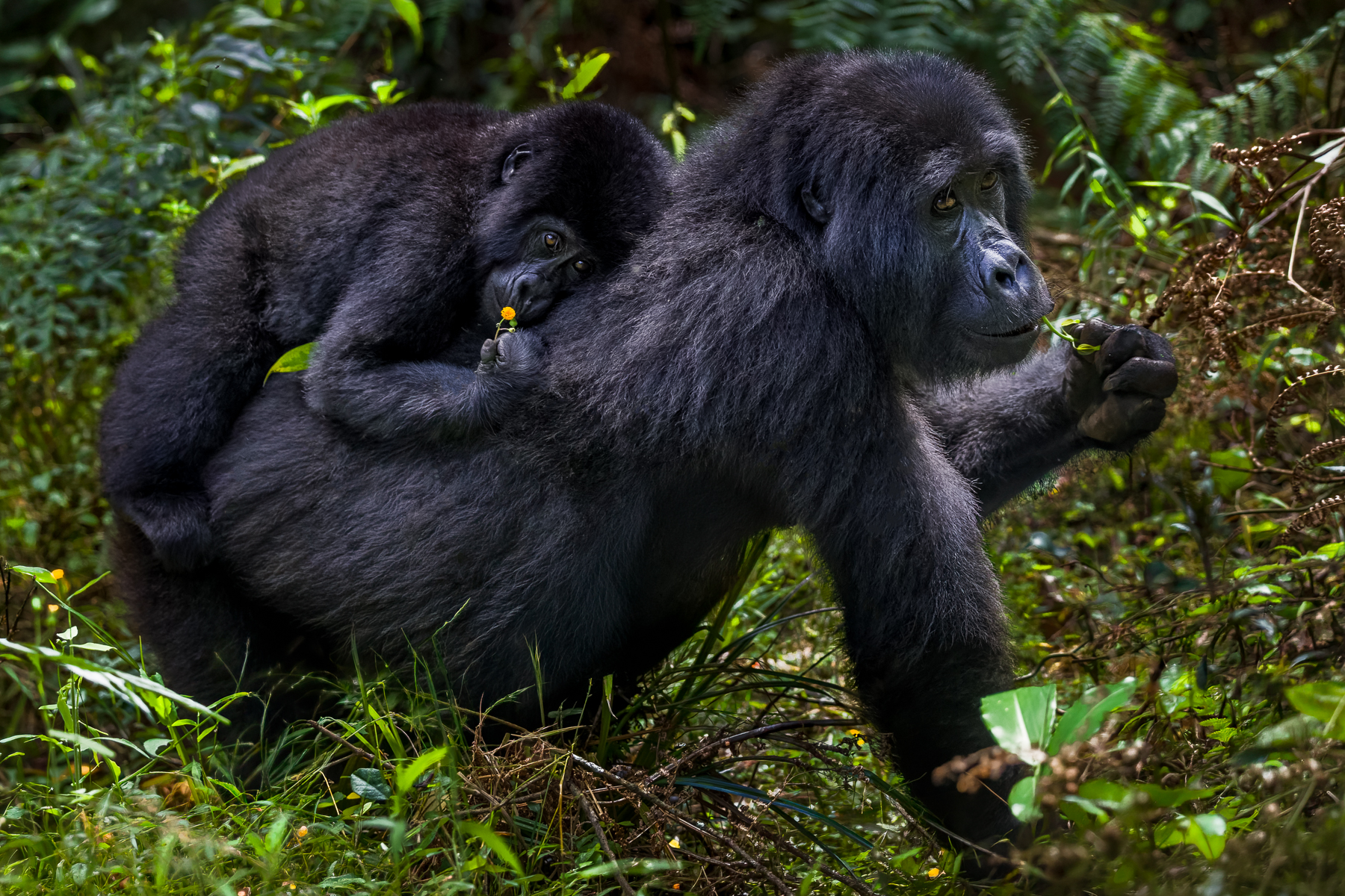 Clutching a single yellow flower and his mother's back, a juvenile Mountain Gorilla is carried through the undergrowth in Uganda's Bwindi Impenetrable Forest. This youngster is estimated to be around three-years-old, an age when young Gorillas are still very dependent on their mothers (image by Virginia Wilde)