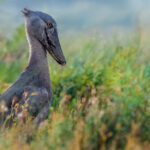 Shoebills - part prehistoric-looking Swamp Lord, part ancient statue - are one of Africa's most extraordinary birds. Their enormous shoe-shaped bill is perfectly adapted for catching large prey, including lungfish, catfish and even waterbirds. Shoebills can also stand remarkably still for very long periods before making a lightning-fast strike (image by Virginia Wilde)