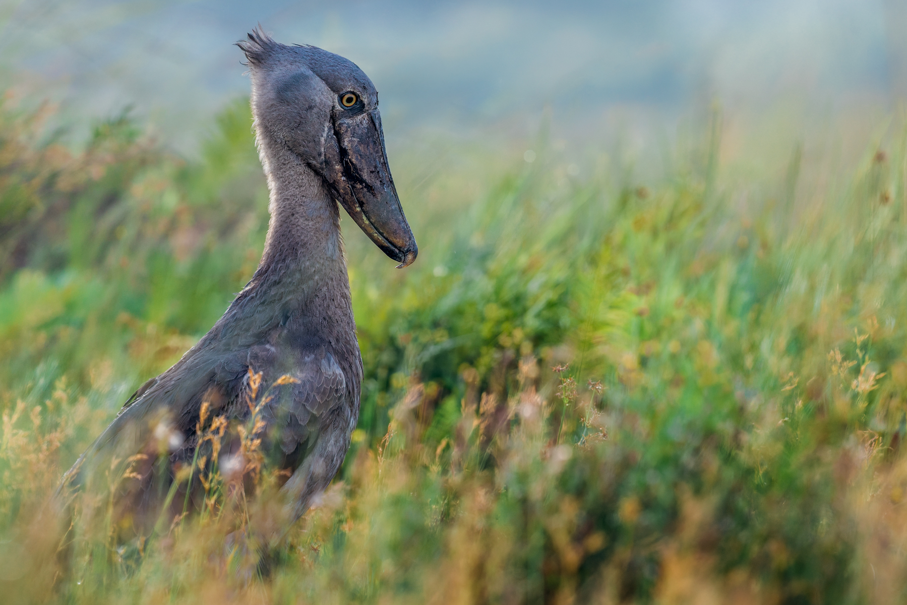Shoebills - part prehistoric-looking Swamp Lord, part ancient statue - are one of Africa's most extraordinary birds. Their enormous shoe-shaped bill is perfectly adapted for catching large prey, including lungfish, catfish and even waterbirds. Shoebills can also stand remarkably still for very long periods before making a lightning-fast strike (image by Virginia Wilde)
