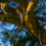 Eye-to-eye with a beautiful young female Leopard, resting in a tree in Uganda's Queen Elizabeth National Park (image by Virginia Wilde)