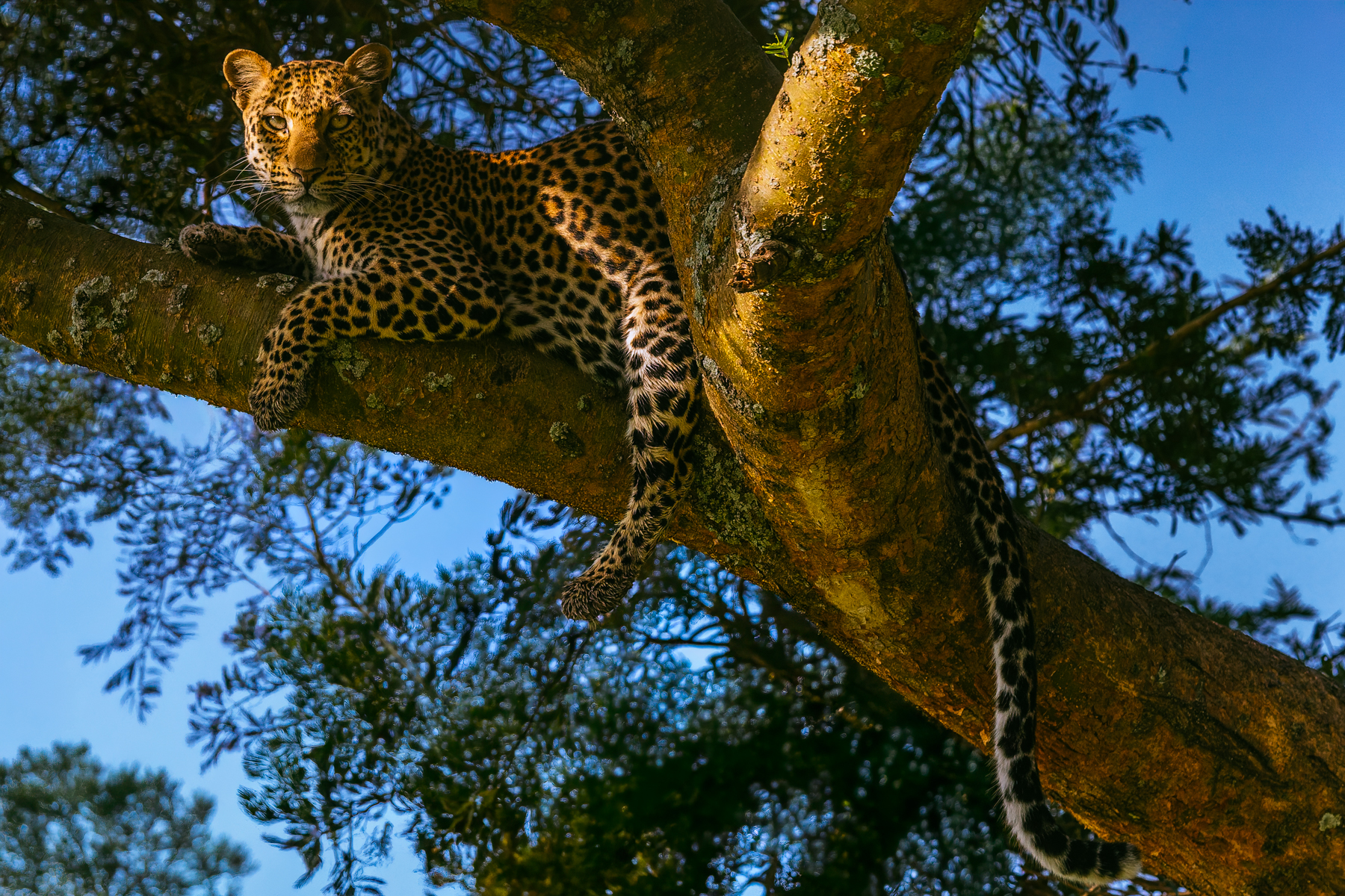 Eye-to-eye with a beautiful young female Leopard, resting in a tree in Uganda's Queen Elizabeth National Park (image by Virginia Wilde)