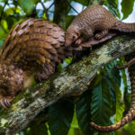 An adorable Tree Pangolin and her two-week-old Pangopup. This female was rescued from a vulnerable location with a high risk of poaching and trafficking. After a few weeks bonding in the safe haven of Uganda's Pangolin Rescue Centre, the pair were on course to be released deep into another area of the forest (image by Virginia Wilde)