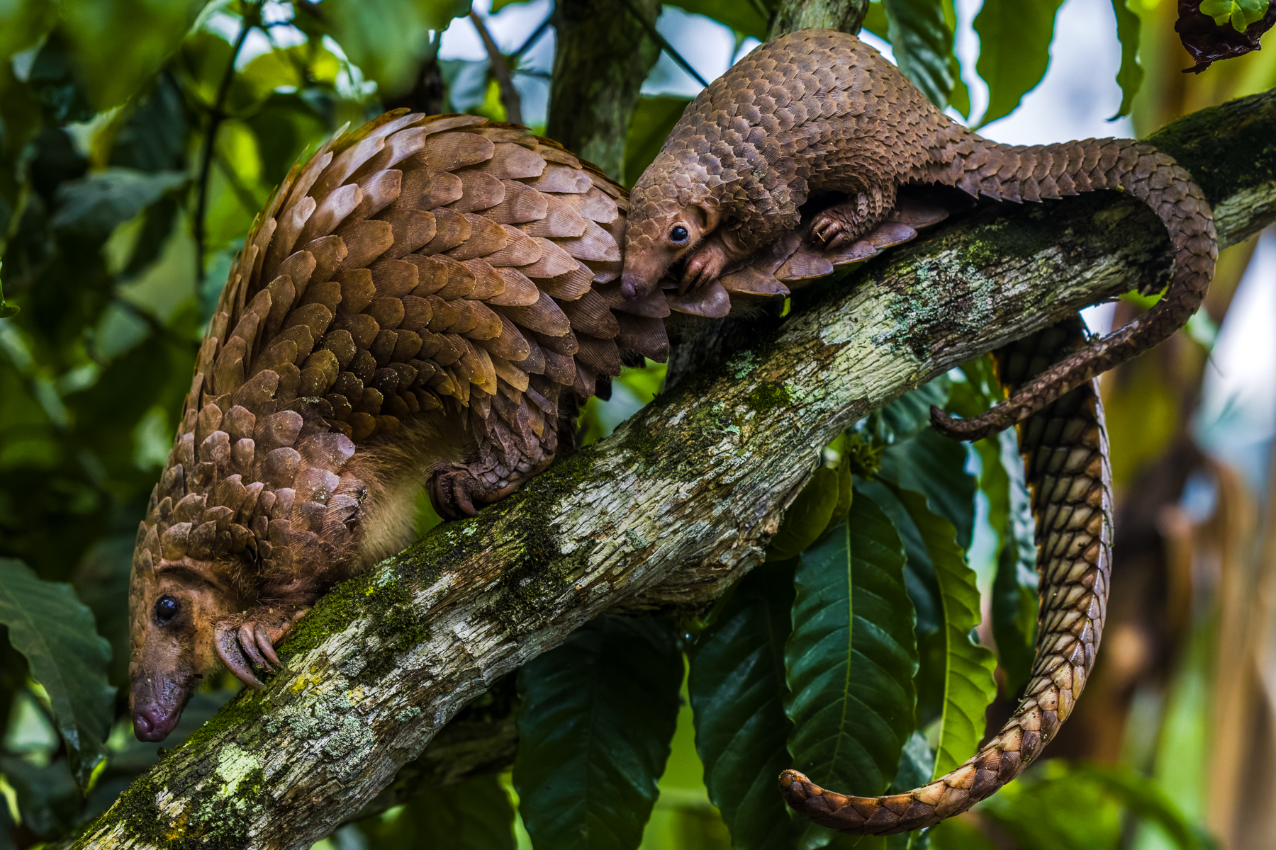An adorable Tree Pangolin and her two-week-old Pangopup. This female was rescued from a vulnerable location with a high risk of poaching and trafficking. After a few weeks bonding in the safe haven of Uganda's Pangolin Rescue Centre, the pair were on course to be released deep into another area of the forest (image by Virginia Wilde)