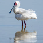 African Spoonbill (image by Inger Vandyke)