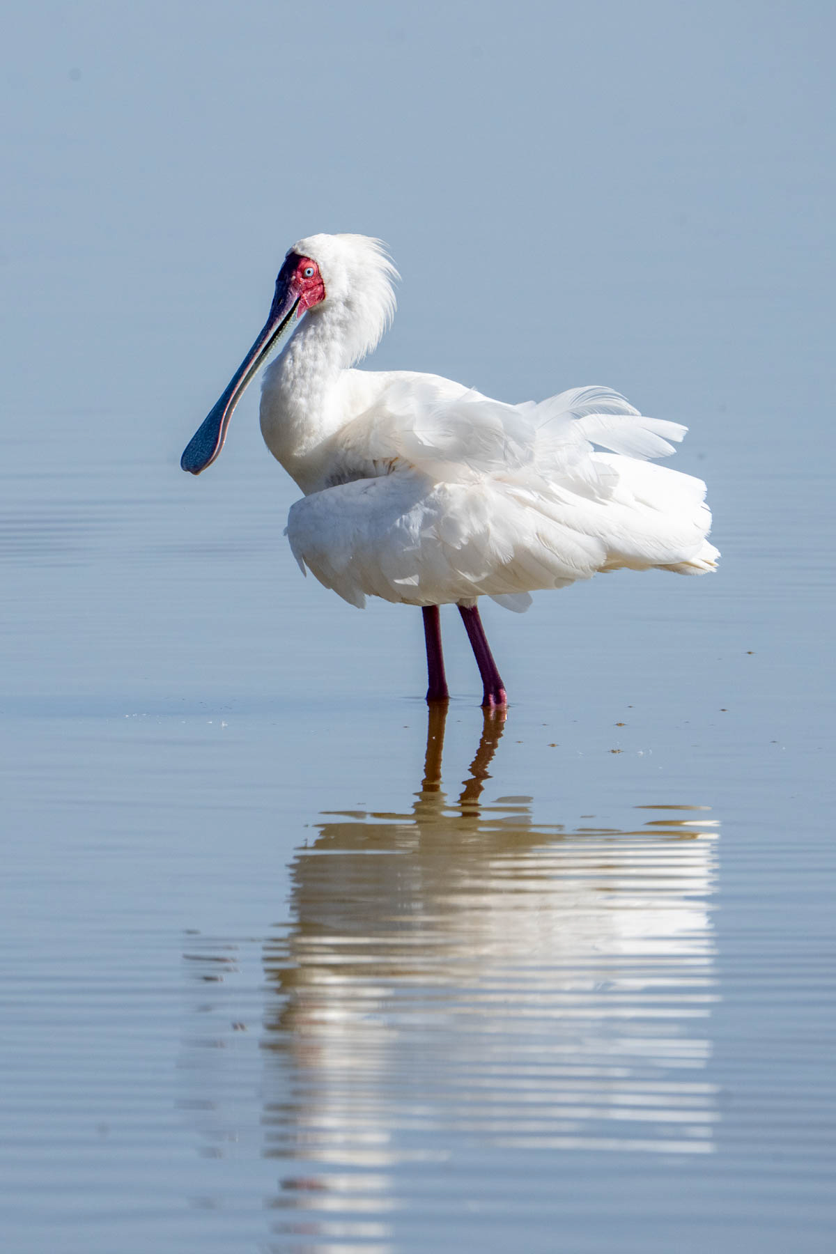 African Spoonbill (image by Inger Vandyke)