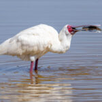 African Spoonbill with its catfish breakfast (image by Inger Vandyke)