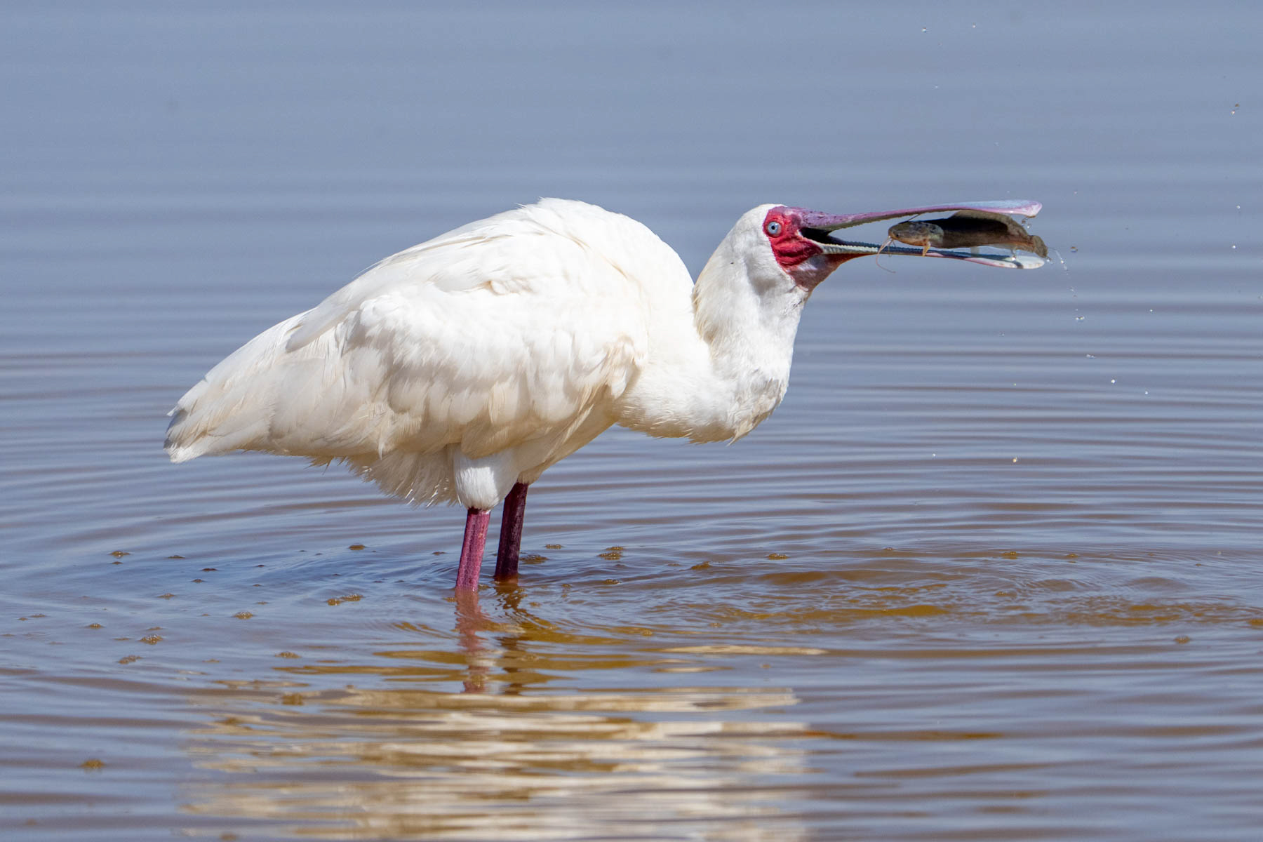 African Spoonbill with its catfish breakfast (image by Inger Vandyke)