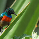 Olive-bellied Sunbirds often manifest as just a flash of scarlet, turquoise and green in Uganda's forests and gardens. The male's brilliant colours are especially striking when their iridescent feathers catch the light, while that long, slender bill is perfectly suited to probing flowers for nectar (image by Virginia Wilde)