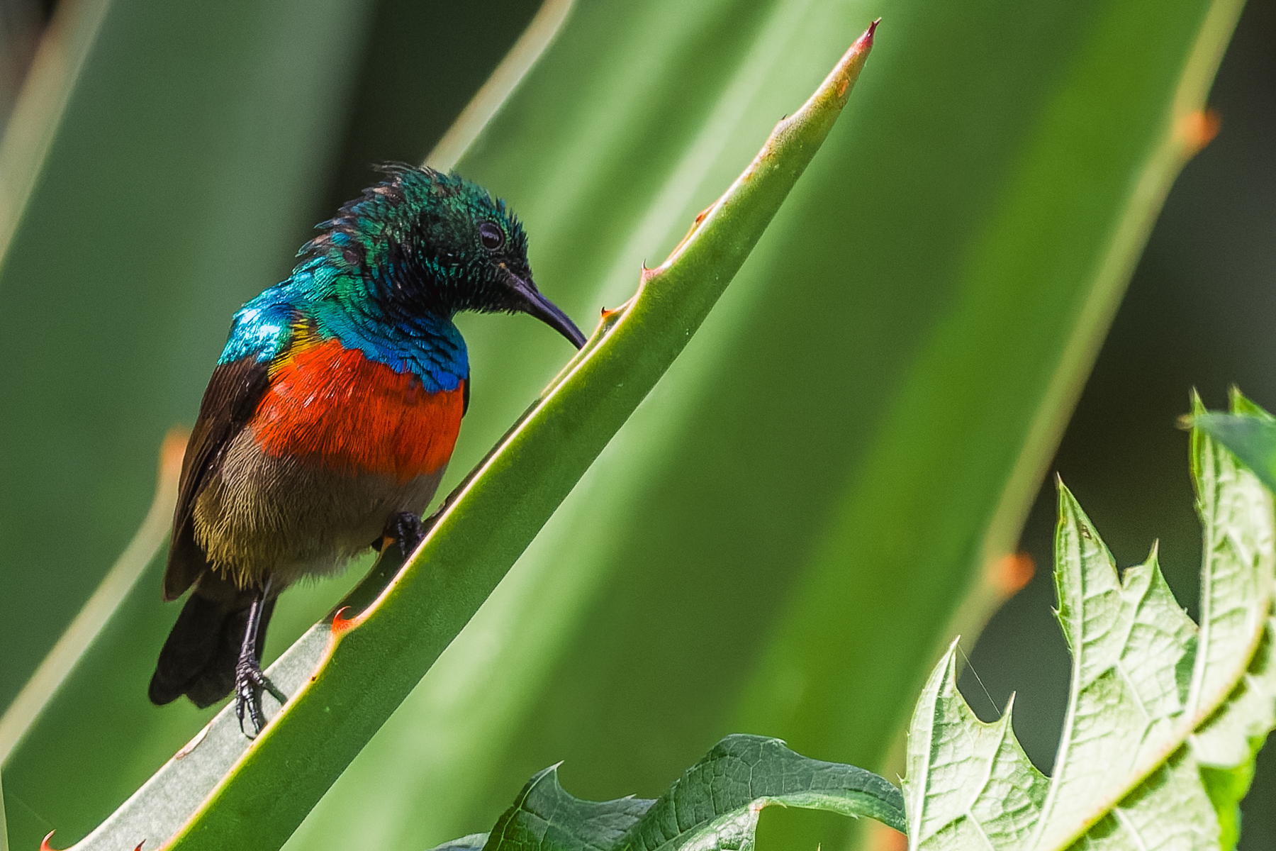 Olive-bellied Sunbirds often manifest as just a flash of scarlet, turquoise and green in Uganda's forests and gardens. The male's brilliant colours are especially striking when their iridescent feathers catch the light, while that long, slender bill is perfectly suited to probing flowers for nectar (image by Virginia Wilde)