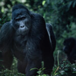 A Silverback Mountain Gorilla emerges from the green maze of Bwindi's Impenetrable Forest. Mountain Gorillas have unique nose-prints, much like human fingerprints (image by Virginia Wilde)