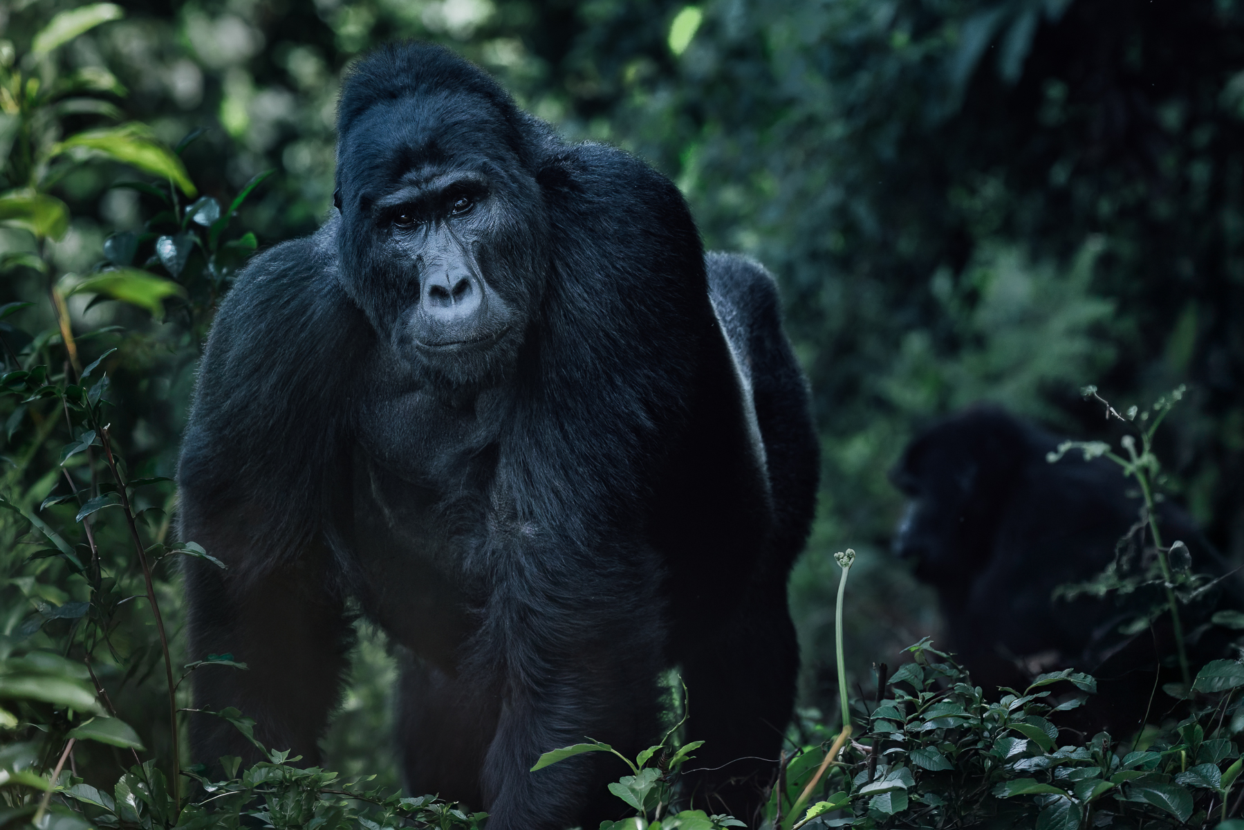 A Silverback Mountain Gorilla emerges from the green maze of Bwindi's Impenetrable Forest. Mountain Gorillas have unique nose-prints, much like human fingerprints (image by Virginia Wilde)