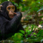 A juvenile Eastern Chimpanzee, believed to be around five years old, scratches under his nose in Uganda's Kibale Forest. Chimps have remarkably human-like hands, with opposable thumbs and sensitive fingertips used to explore, manipulate and find food (image by Virginia Wilde)