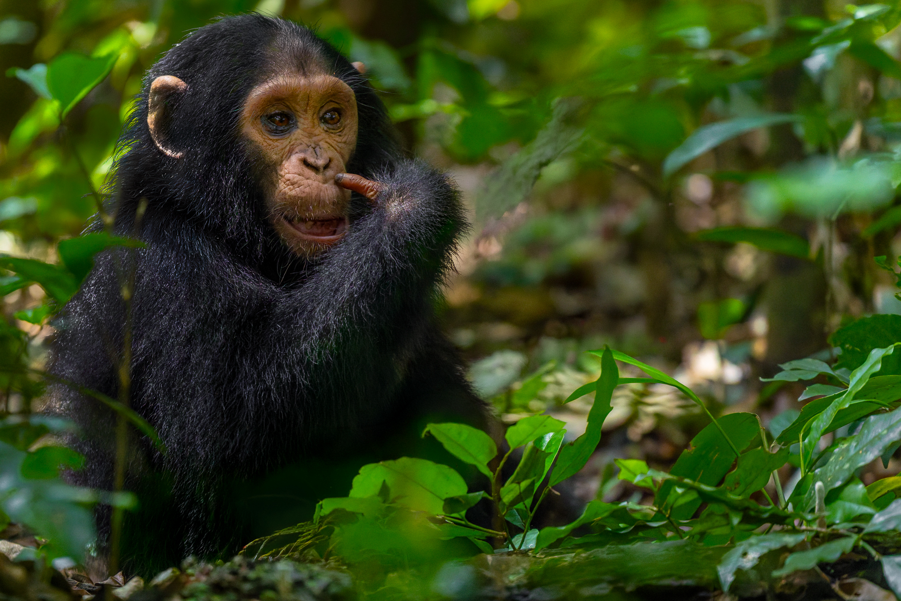 A juvenile Eastern Chimpanzee, believed to be around five years old, scratches under his nose in Uganda's Kibale Forest. Chimps have remarkably human-like hands, with opposable thumbs and sensitive fingertips used to explore, manipulate and find food (image by Virginia Wilde)