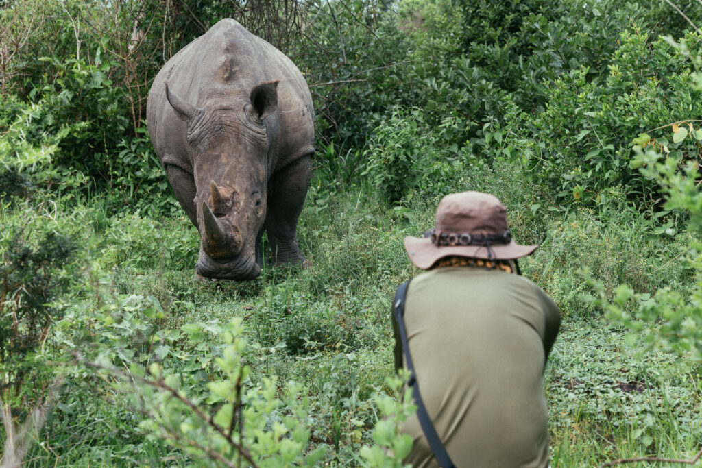 Our ranger at Ziwa Rhino Sanctuary made sure we were safe with the very relaxed Southern White Rhinos, enabling clients to get close-up images (image by Virginia Wilde)