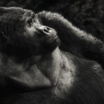 Mountain Gorillas are the gentle giants of Uganda's forests. Bathed in shafts of dappled light, this male's powerful frame contrasts with his thoughtful expression, hinting at the remarkable intelligence of these Great Apes (image by Virginia Wilde)