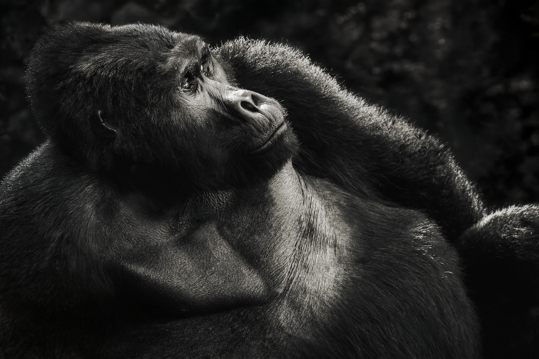 Mountain Gorillas are the gentle giants of Uganda's forests. Bathed in shafts of dappled light, this male's powerful frame contrasts with his thoughtful expression, hinting at the remarkable intelligence of these Great Apes (image by Virginia Wilde)
