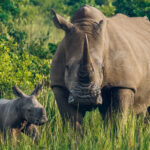 We had the real privilege of being the first wildlife photographers to visit this two-day-old baby Southern White Rhino. Baby rhinos can walk within hours of birth, and their horn is only a tiny nub, developing gradually into the impressive adult form from compressed keratin fibres (image by Virginia Wilde)