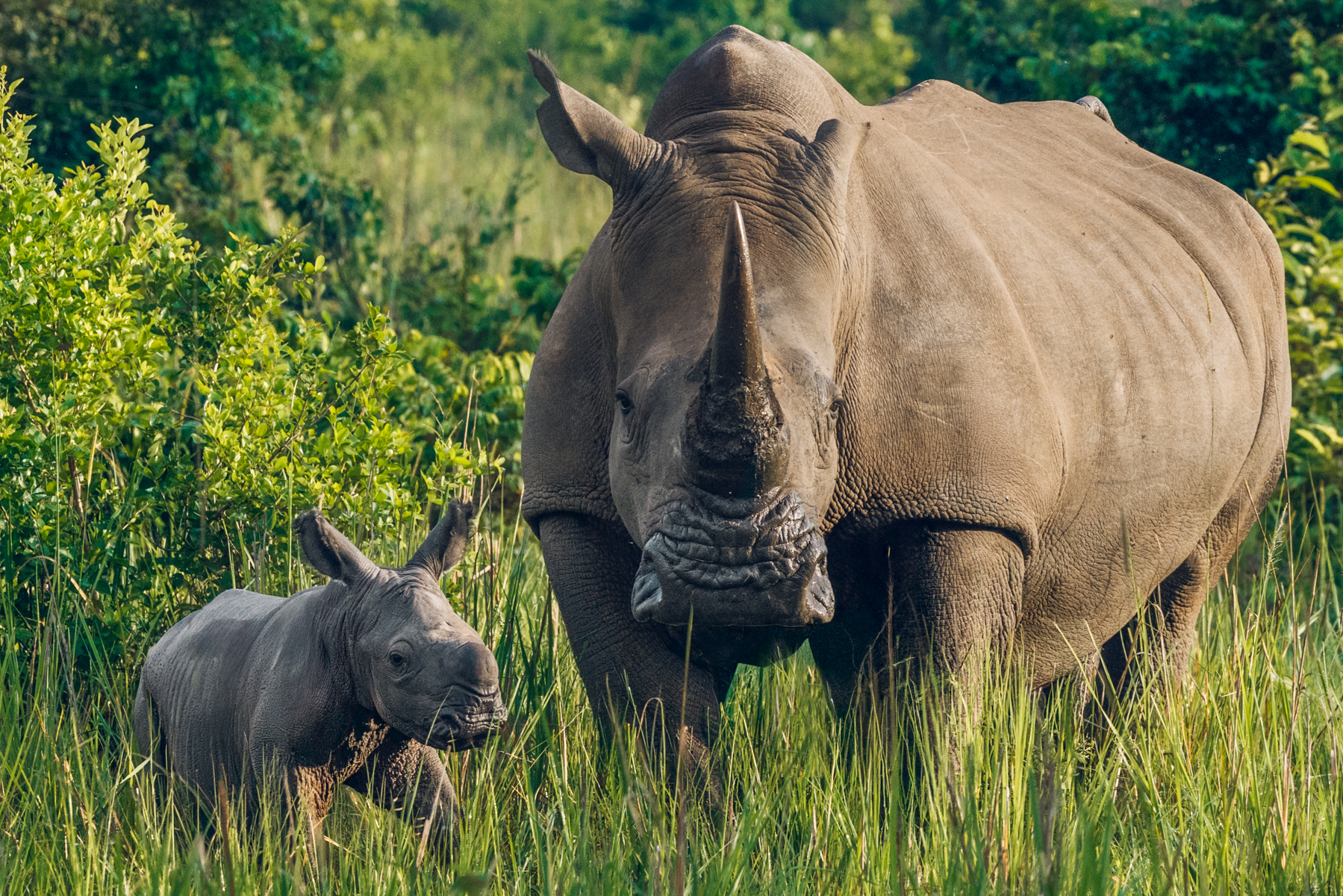 We had the real privilege of being the first wildlife photographers to visit this two-day-old baby Southern White Rhino. Baby rhinos can walk within hours of birth, and their horn is only a tiny nub, developing gradually into the impressive adult form from compressed keratin fibres (image by Virginia Wilde)