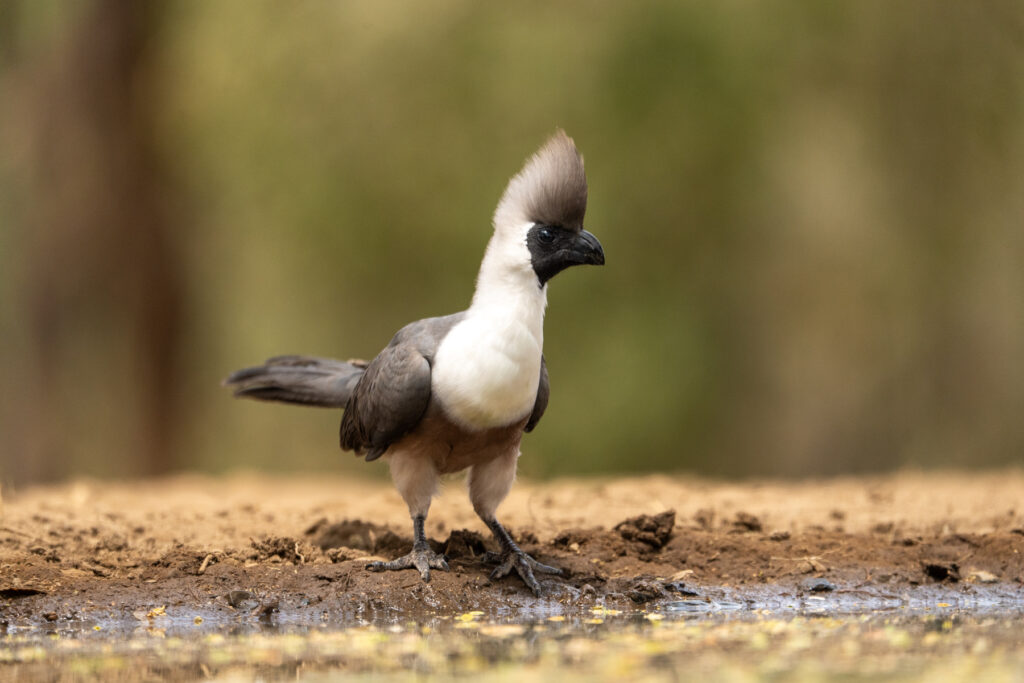 Bare-faced Goaway Bird visiting Lentorre's hide during the daytime (image by Inger Vandyke)
