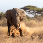 Another of Amboseli's tuskers, Barsaloi, taking a dust bath (image by Inger Vandyke)